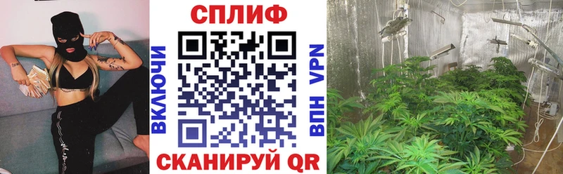 МАРИХУАНА план  купить закладку  Бирюч 